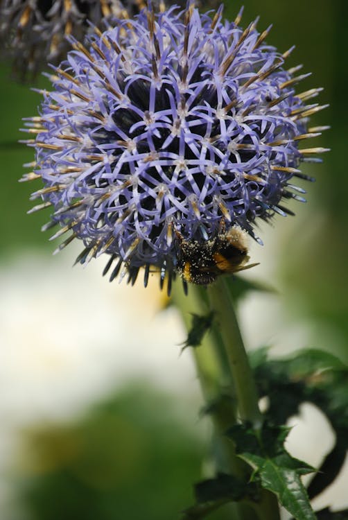Macro Photo of Purple Round Cluster Flower in Bloom With Honeybee Underneath