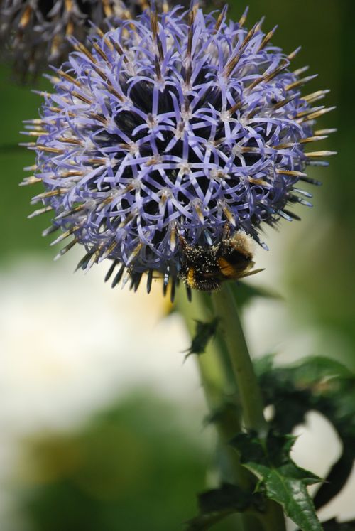 Free A bee collects pollen from a spiky purple globe thistle flower on a sunny day outdoors. Stock Photo