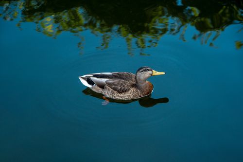Free Close-up of a wild duck swimming gracefully on a tranquil pond with reflections. Stock Photo