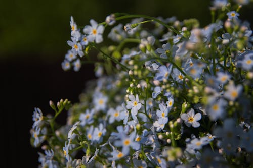 Gratis stockfoto met aesthetisch, blauwe bloemen, bloeiende bloemen