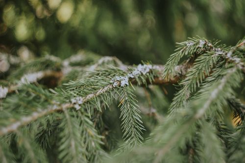 Free Detailed close-up of a spruce branch showcasing lush evergreen needles, highlighting natural beauty. Stock Photo