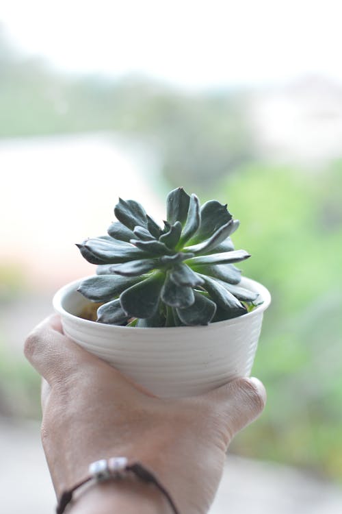 Green Succulent Plant in White Ceramic Pot