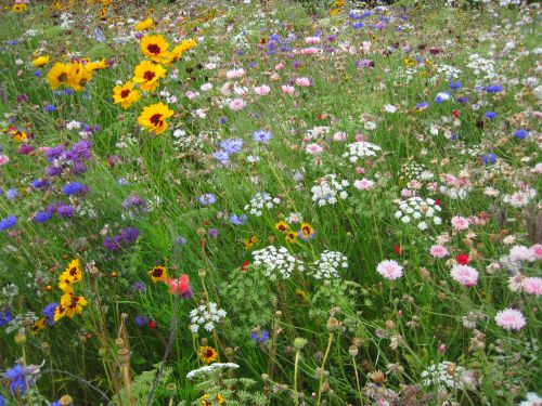Free stock photo of colourful, flowers, grass Stock Photo
