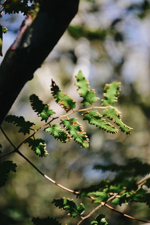 Free Detailed view of fern leaves in natural sunlight with bokeh background. Stock Photo