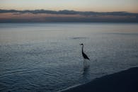 日出时，苍鹭在大海中涉水的轮廓宁静，天空柔和