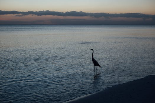 A tranquil silhouette of a heron wading in the ocean at sunrise with pastel skies.
