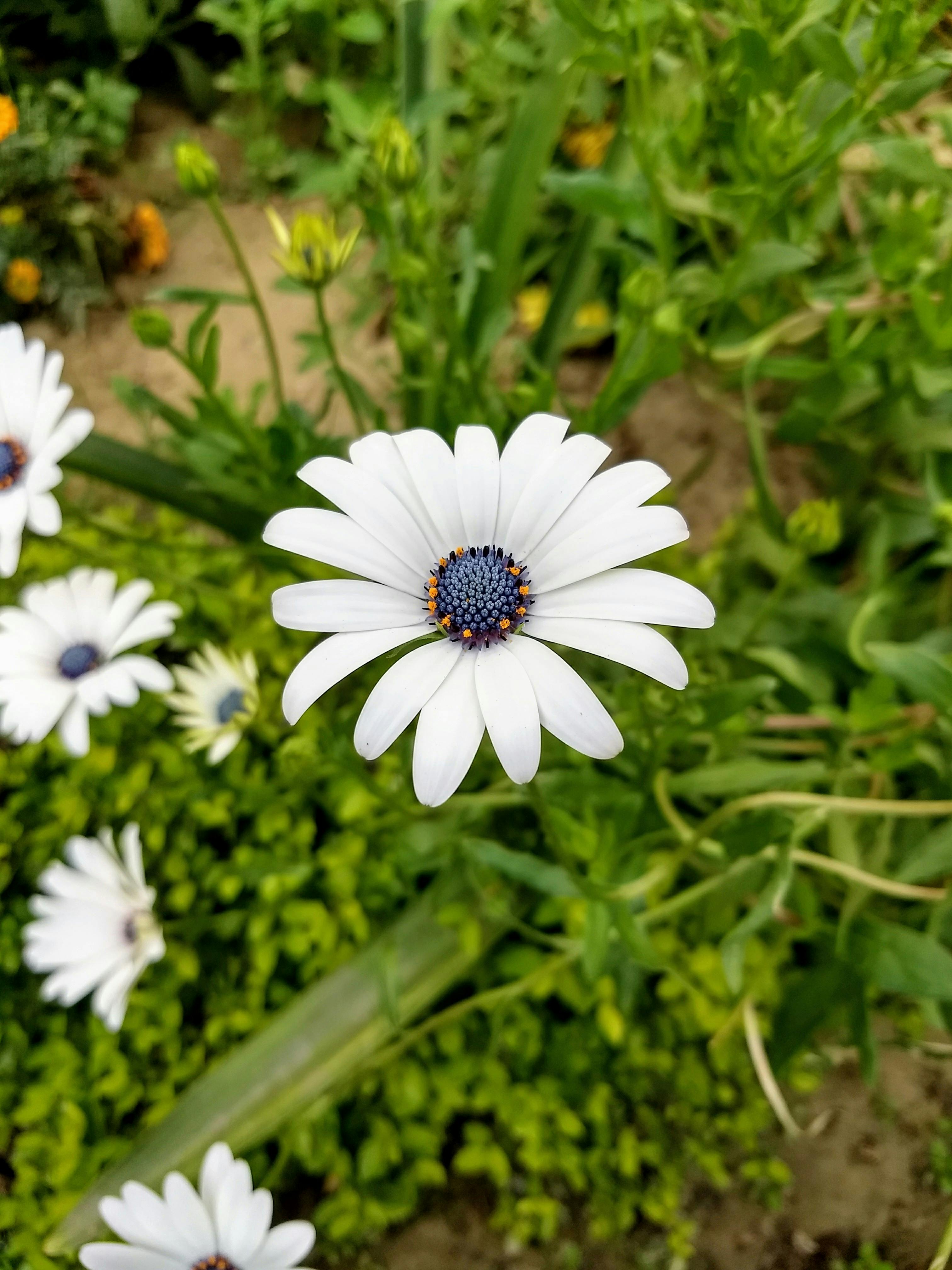 white petal flower