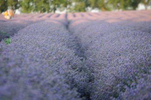 Tranquil lavender field at twilight, showcasing vibrant purple hues and natural beauty.. tranquil, lavender, field
