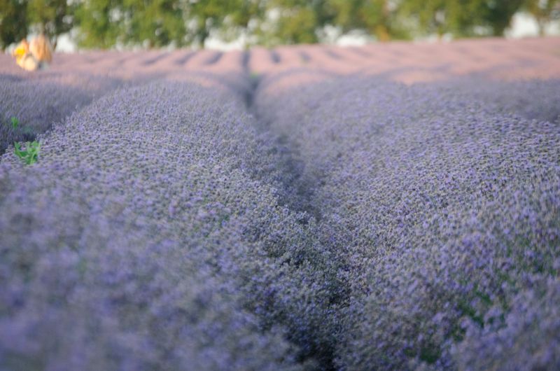 lavender field sunset Croatia