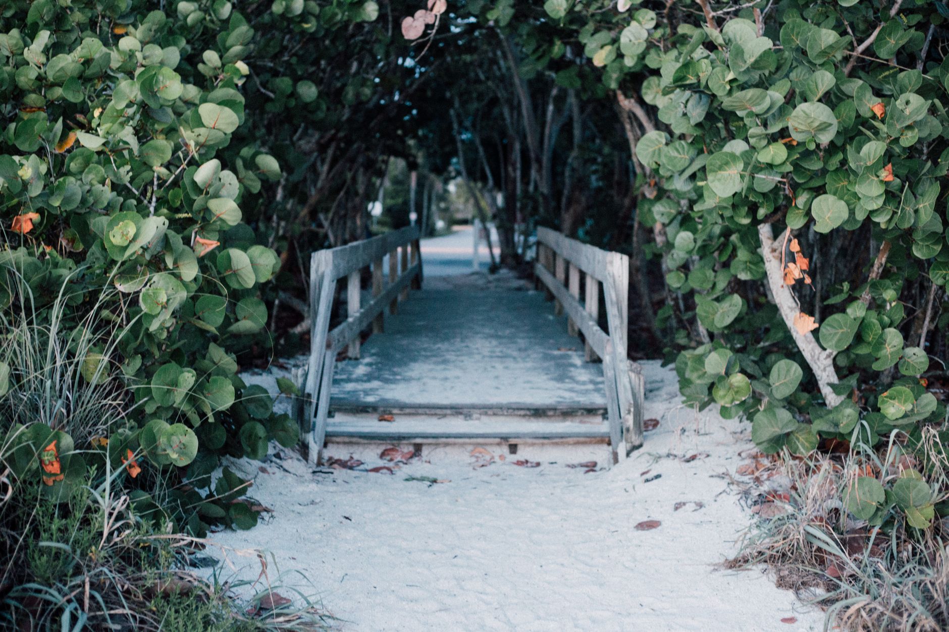 A tranquil wooden bridge surrounded by lush greenery leading through a sandy path.