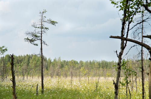 Free stock photo of forest, marsh, russia