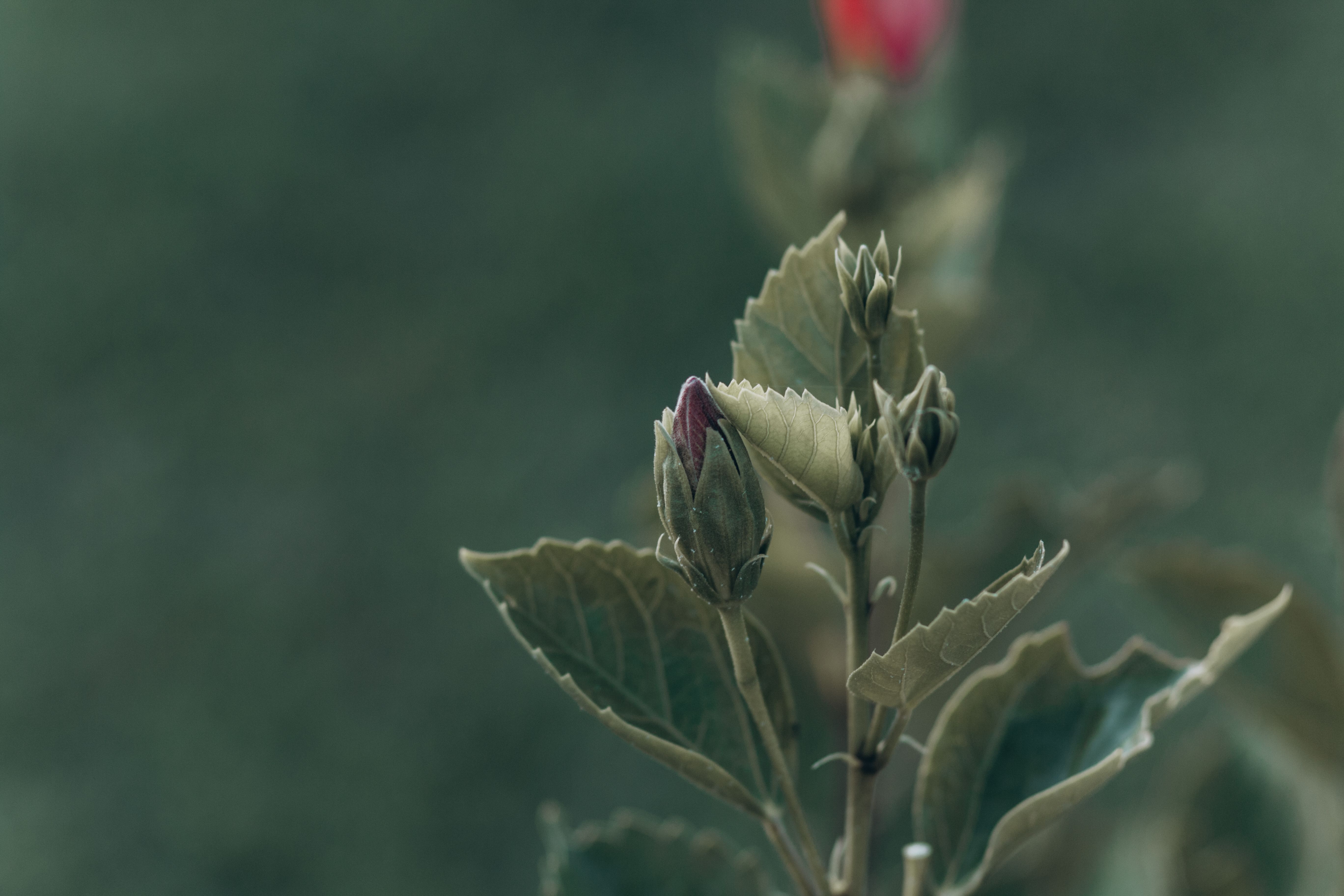 L'Élixir Oublié des Bourgeons pour une Vitalité Renouvelée