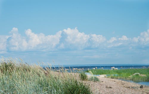 Free stock photo of baltic sea, russia, summer