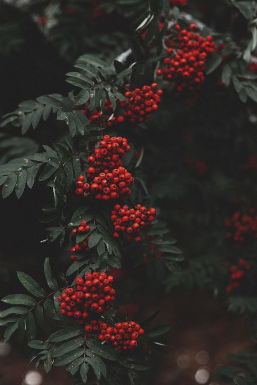 Free Detailed close-up of bright red rowanberry clusters with green foliage, offering a vibrant contrast in nature. Stock Photo
