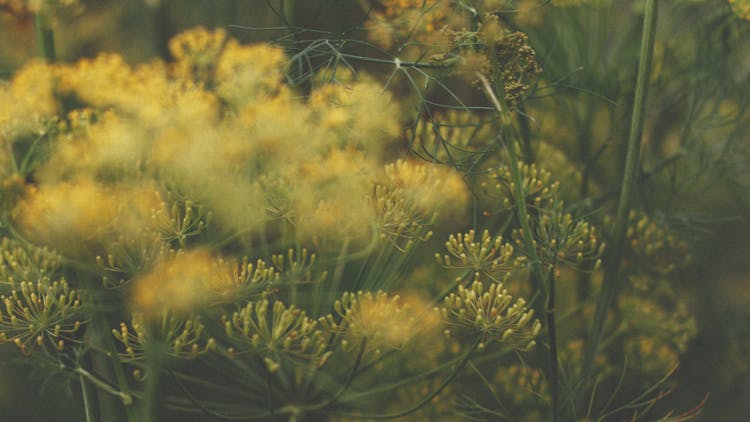 Yellow Dill Flowers In Bloom