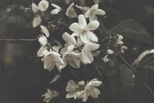 Free Delicate white apple blossoms with dark green foliage create a soft and moody atmosphere. Stock Photo
