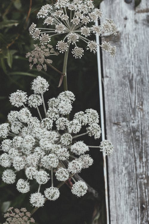 Foto d'estoc gratuïta de blanc, fer la planxa, flors