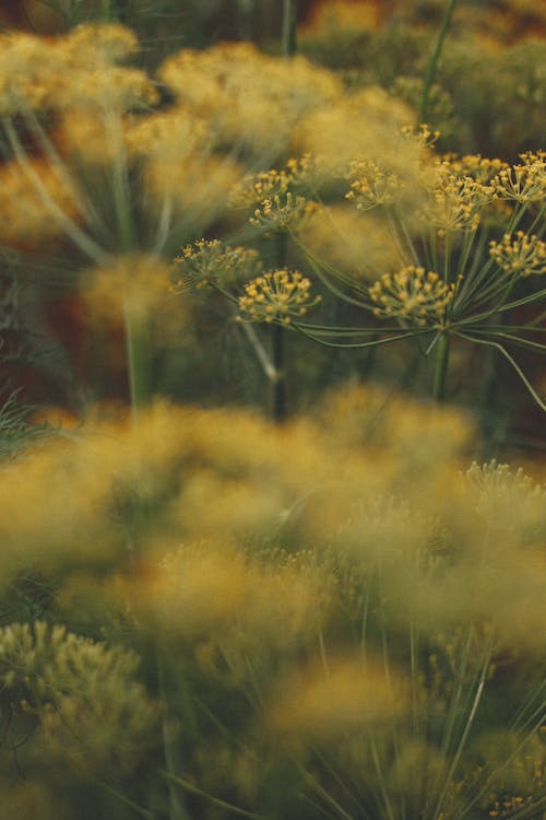 Close-Up Photo of Yellow Dill Flowers