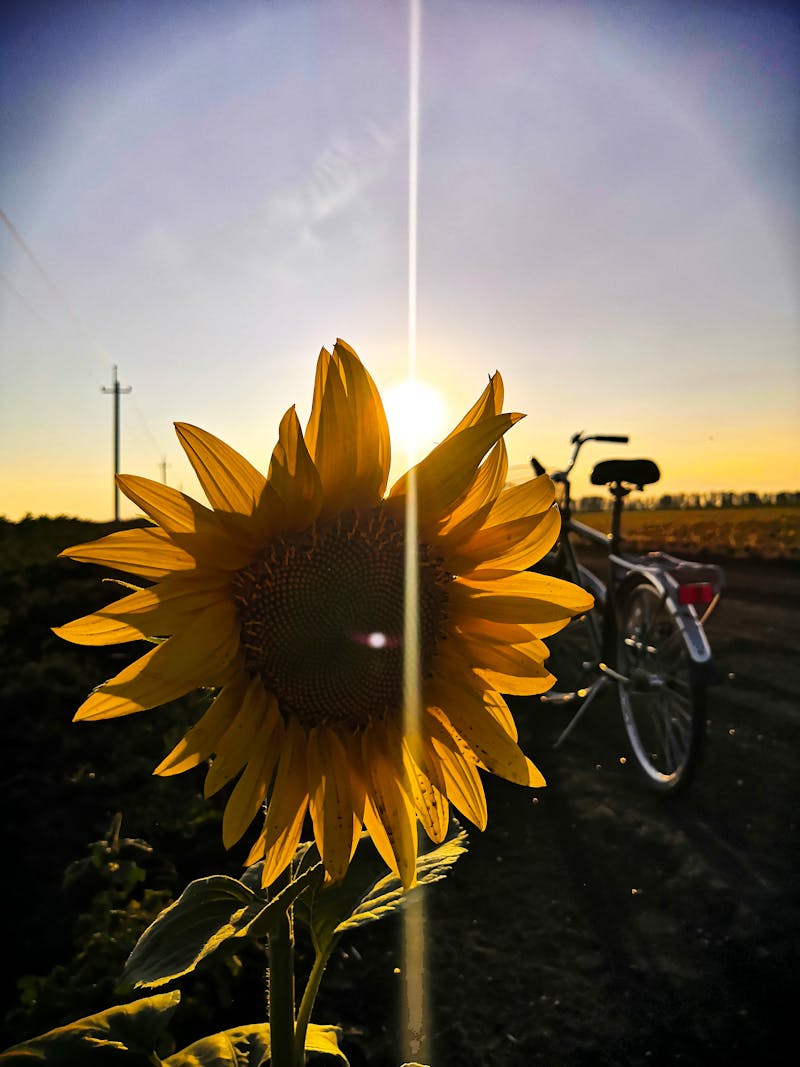 Elderly support programmes