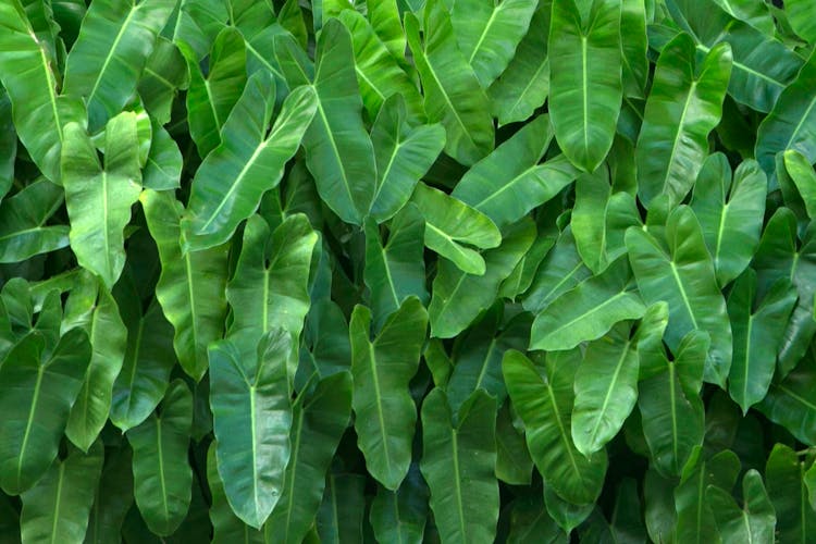 Close Up Of Philodendron Leaves 