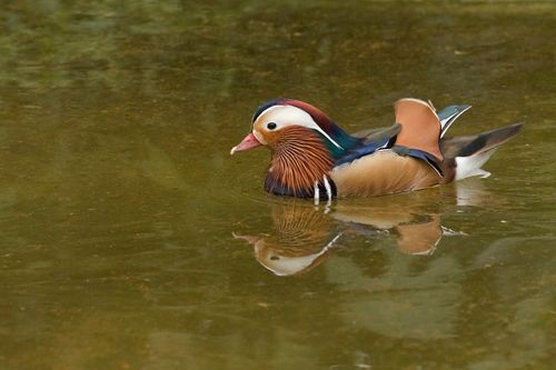 Free Close-up of a colorful mandarin duck swimming on a calm lake, reflecting vivid plumage. Stock Photo