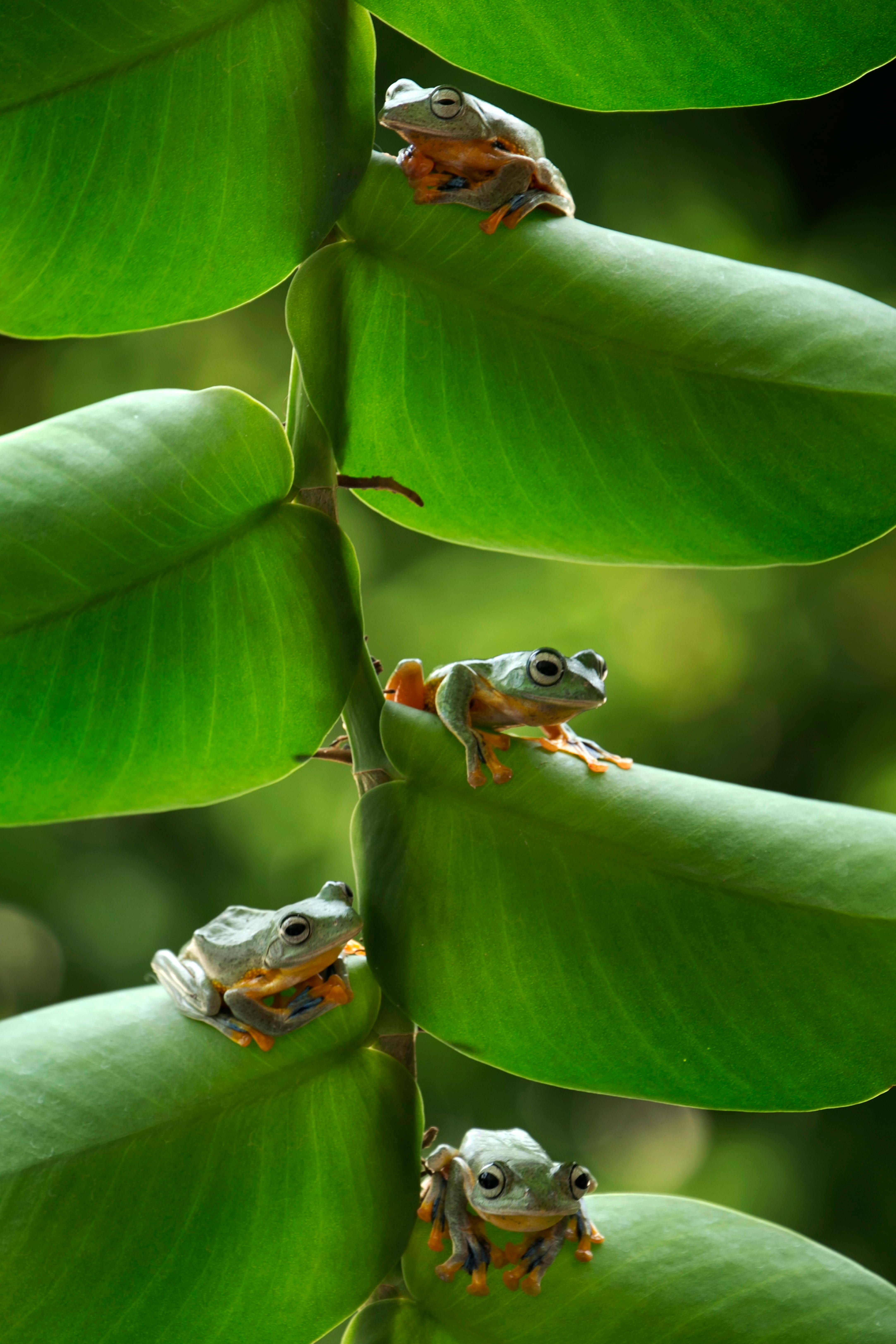 24275 Red Eyed Tree Frog 4K Frog Amphibian  Rare Gallery HD Wallpapers