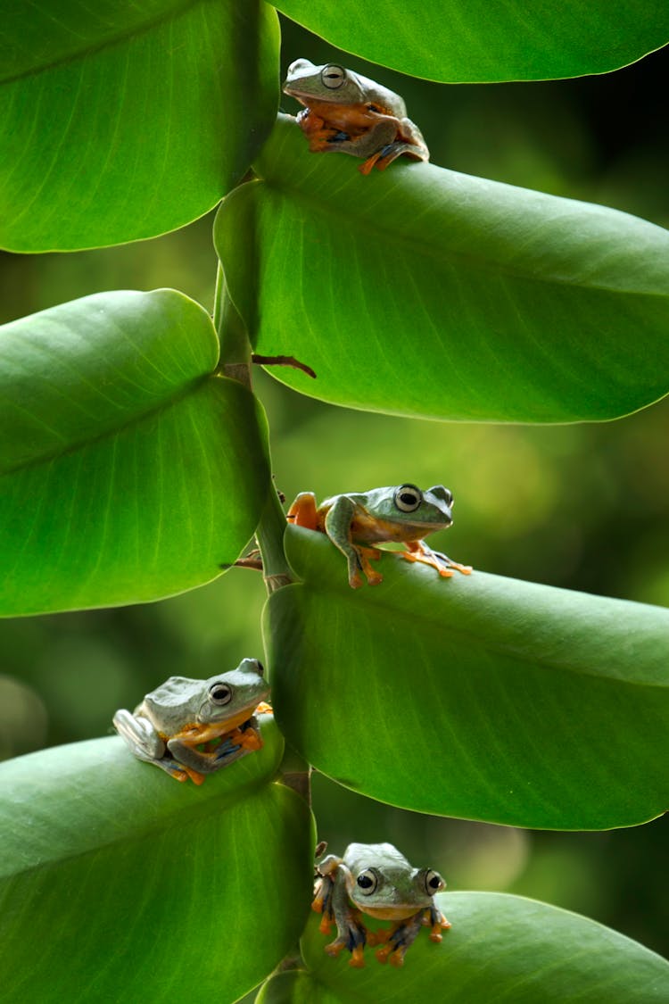 Photograph Of Frogs On Green Leaves