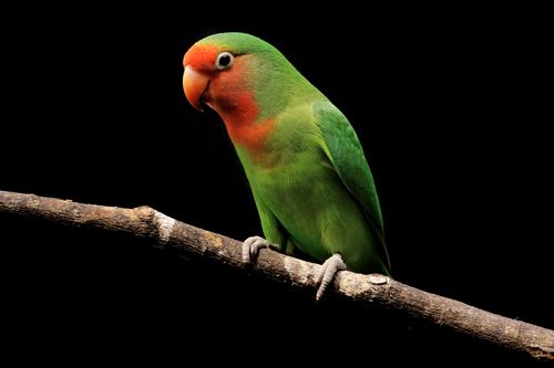 Free A colorful lovebird perched on a branch against a dark background. Stock Photo