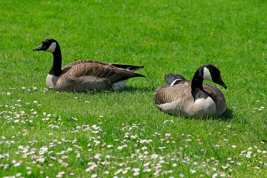 Two Canada geese resting peacefully on a grassy field surrounded by white flowers under the bright daylight.