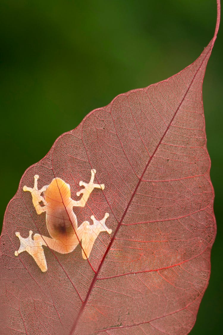 Macro Shot Of An Frog On A Red Leaf