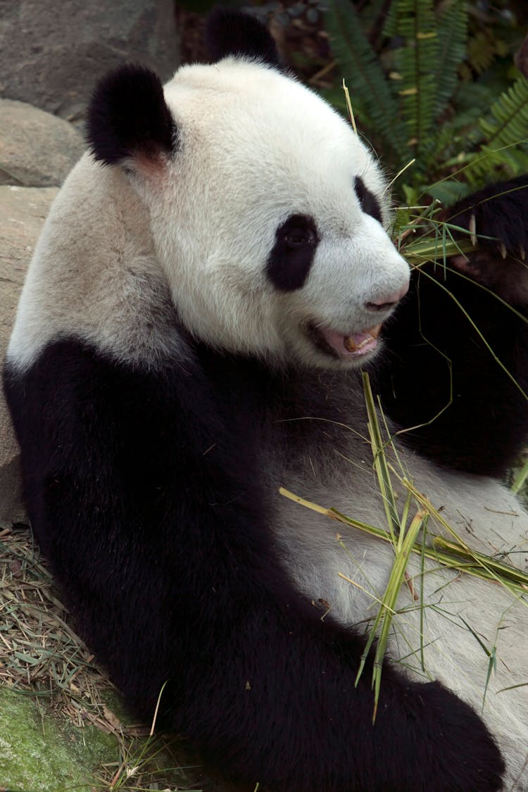 Photo Of A Black And White Panda Bear