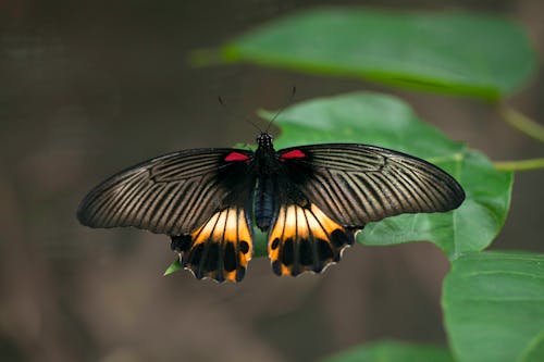 Close-Up Shot of a Black Butterfly Perched on a Leaf