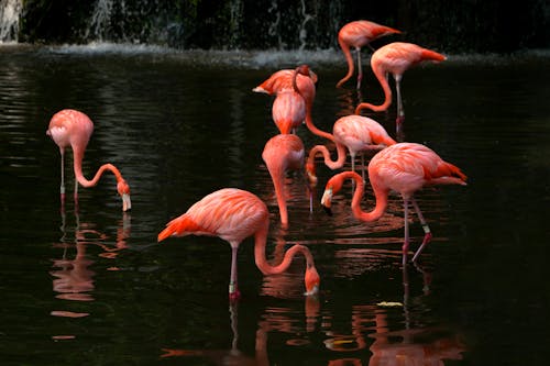 Free Flamingos Standing in the Pond Stock Photo
