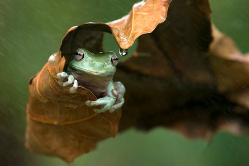 Kostnadsfria Kostnadsfri bild av amfibie, australisk grön lövgroda, blad Stock foto