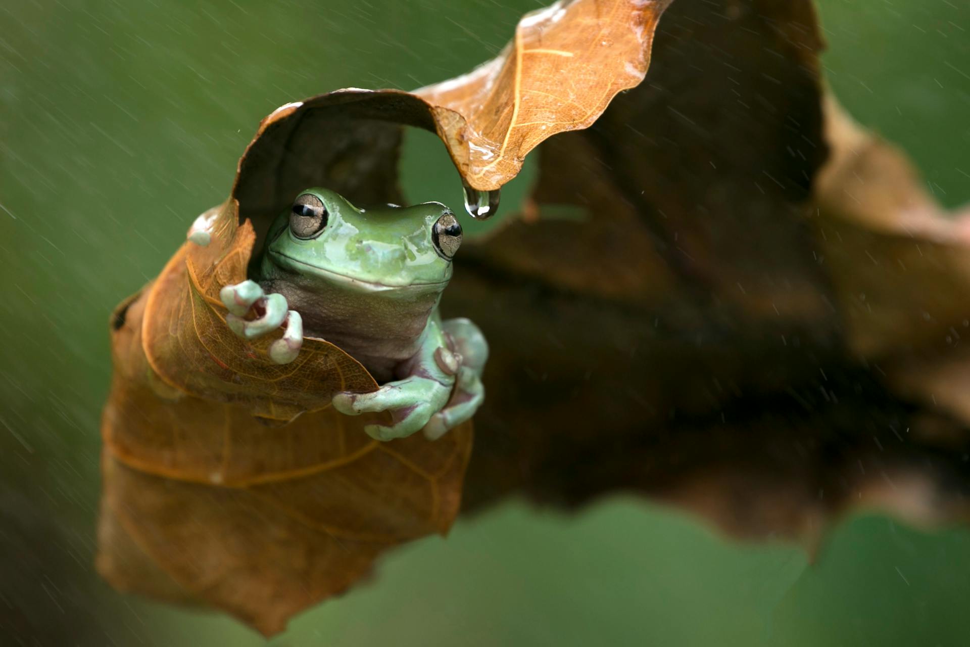 Close-Up Photograph of an Australian Green Tree Frog