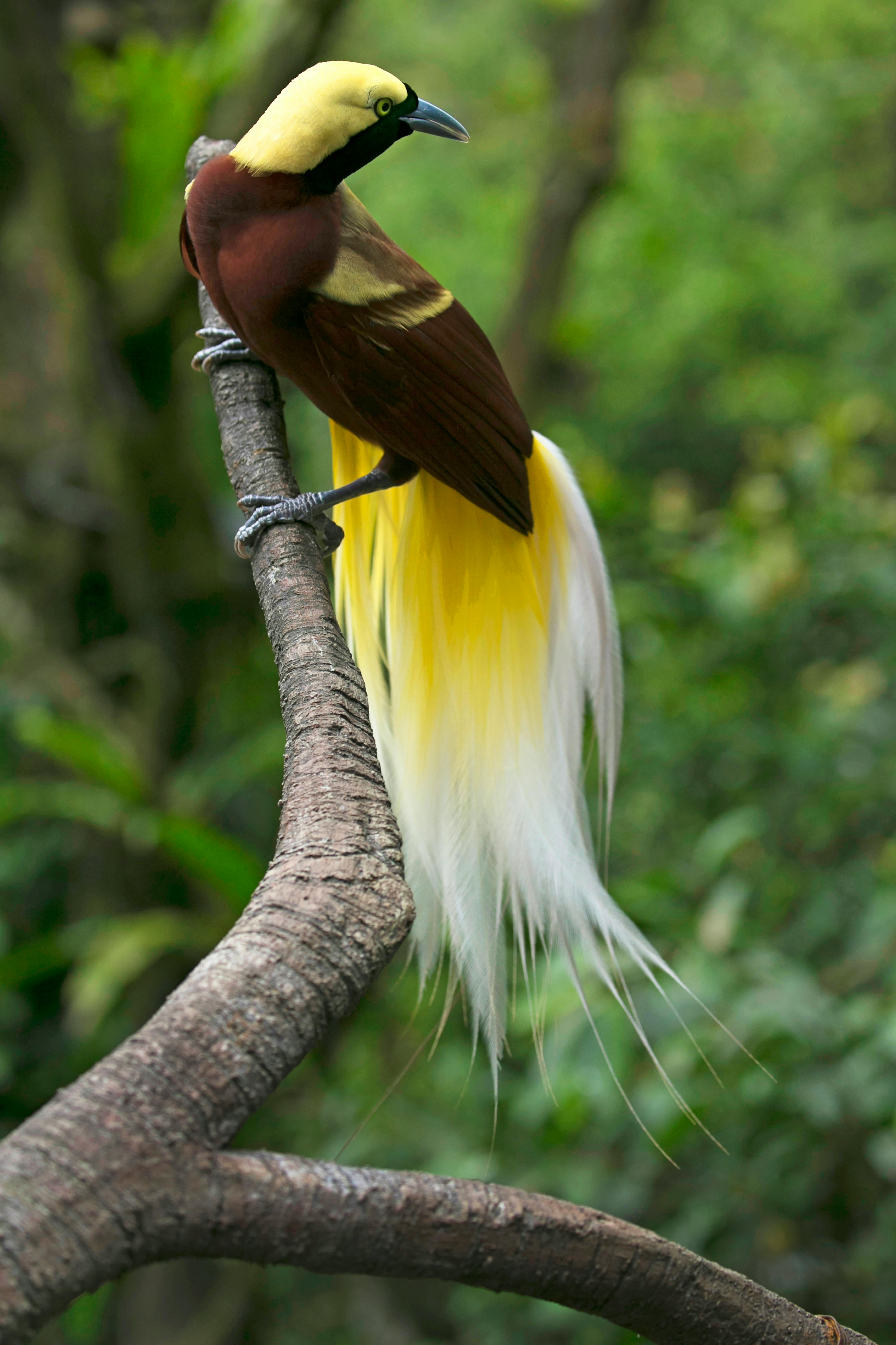 beautiful yellow birds