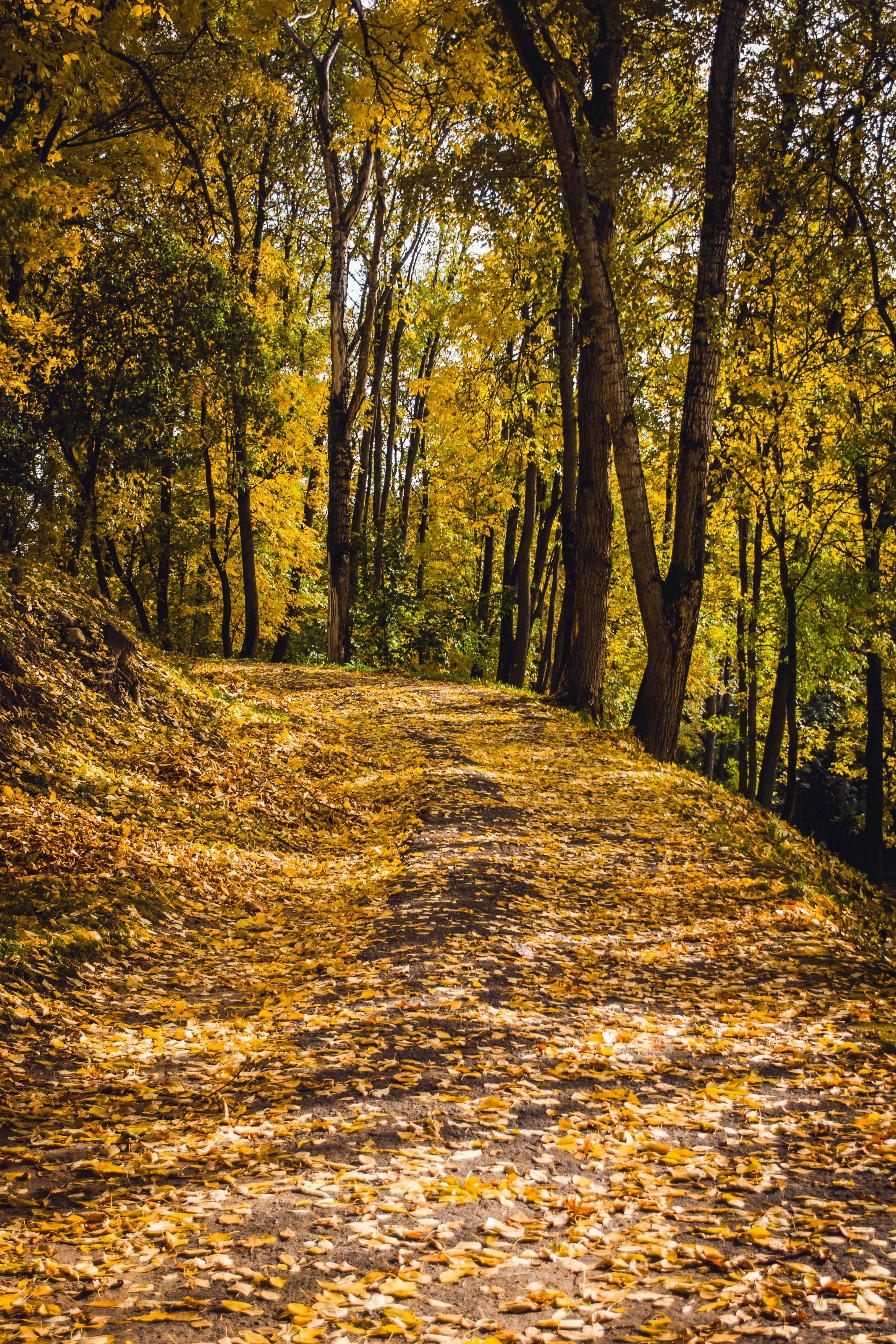 Scene Photos, Download The BEST Free Scene Stock Photos & HD Images Scene Photos, Download The BEST Free Scene Stock Photos & HD Images