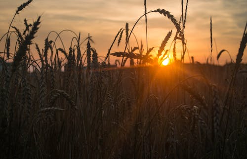 小麦の後ろに沈む夕日