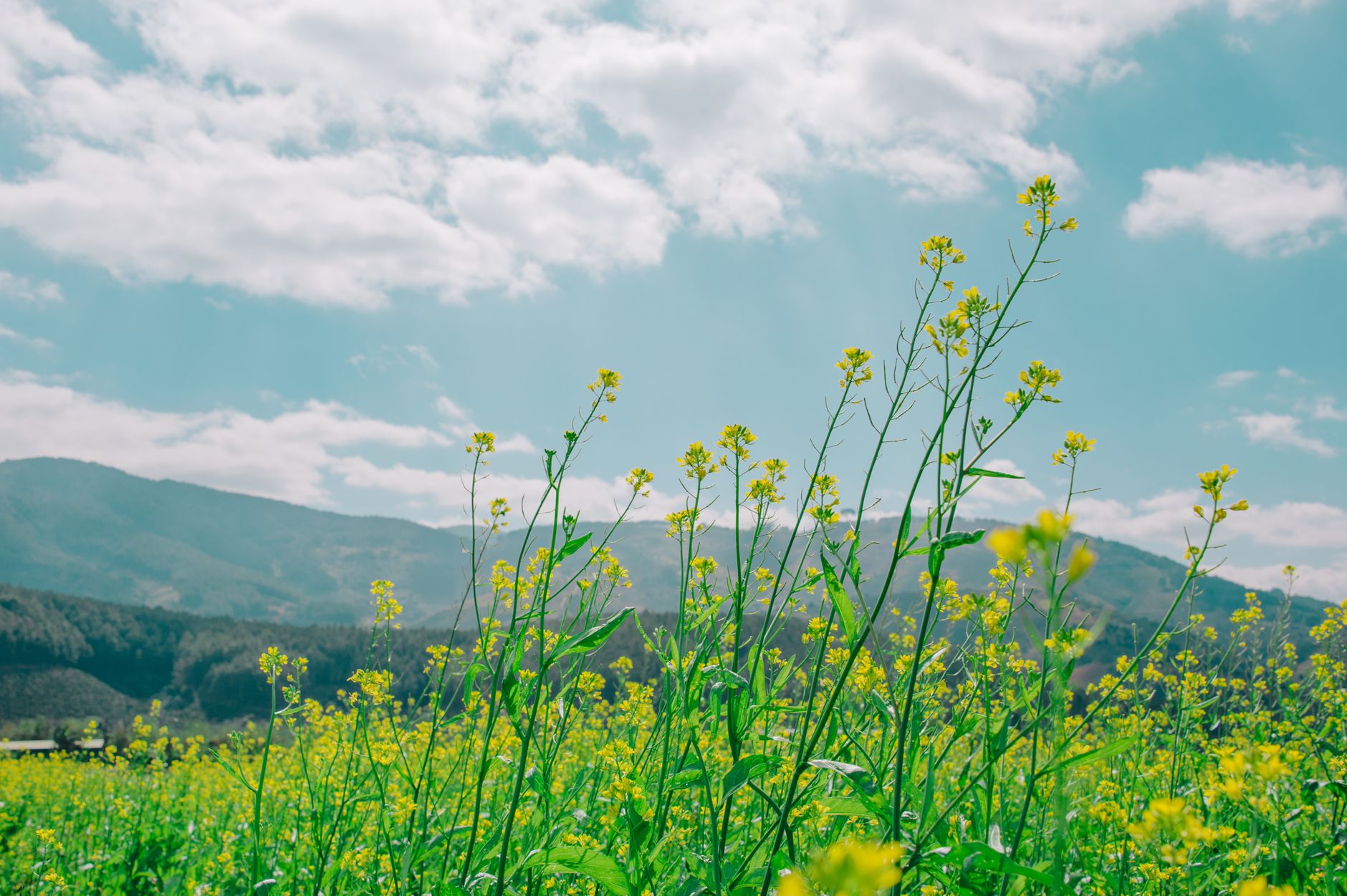 sanbangsan mountain canola flower