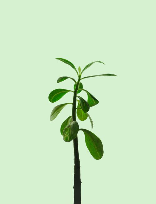 Free A vivid young plant sprouting against a soft pastel background, symbolizing growth and renewal. Stock Photo