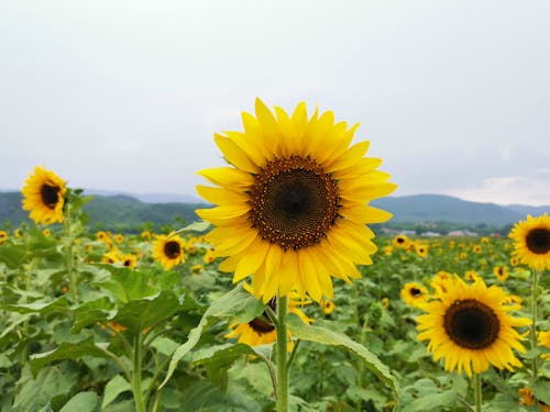 Close-Up Shot of Sunflowers in Bloom