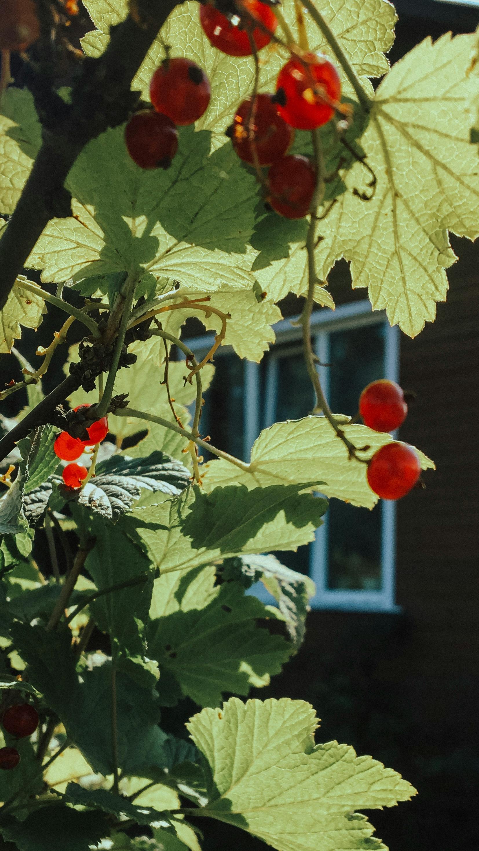 red round fruits with green leaves