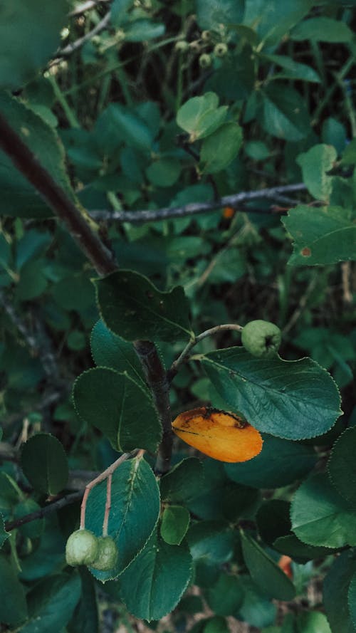 Apples Starting to Grow on an Apple Tree