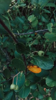 Image by Ivan Xolod