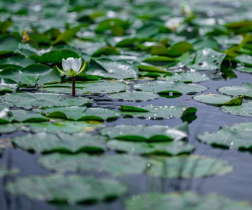 Green Water Lilies on Water