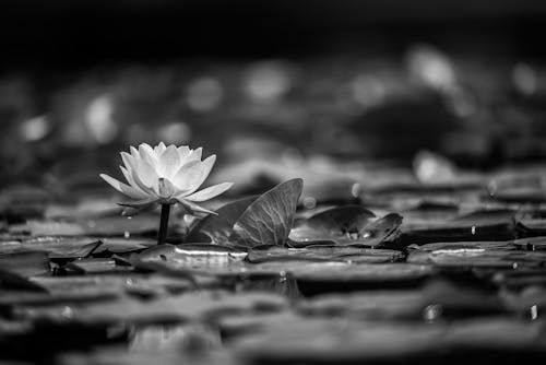 Grayscale Photo of Lotus Flower in Bloom