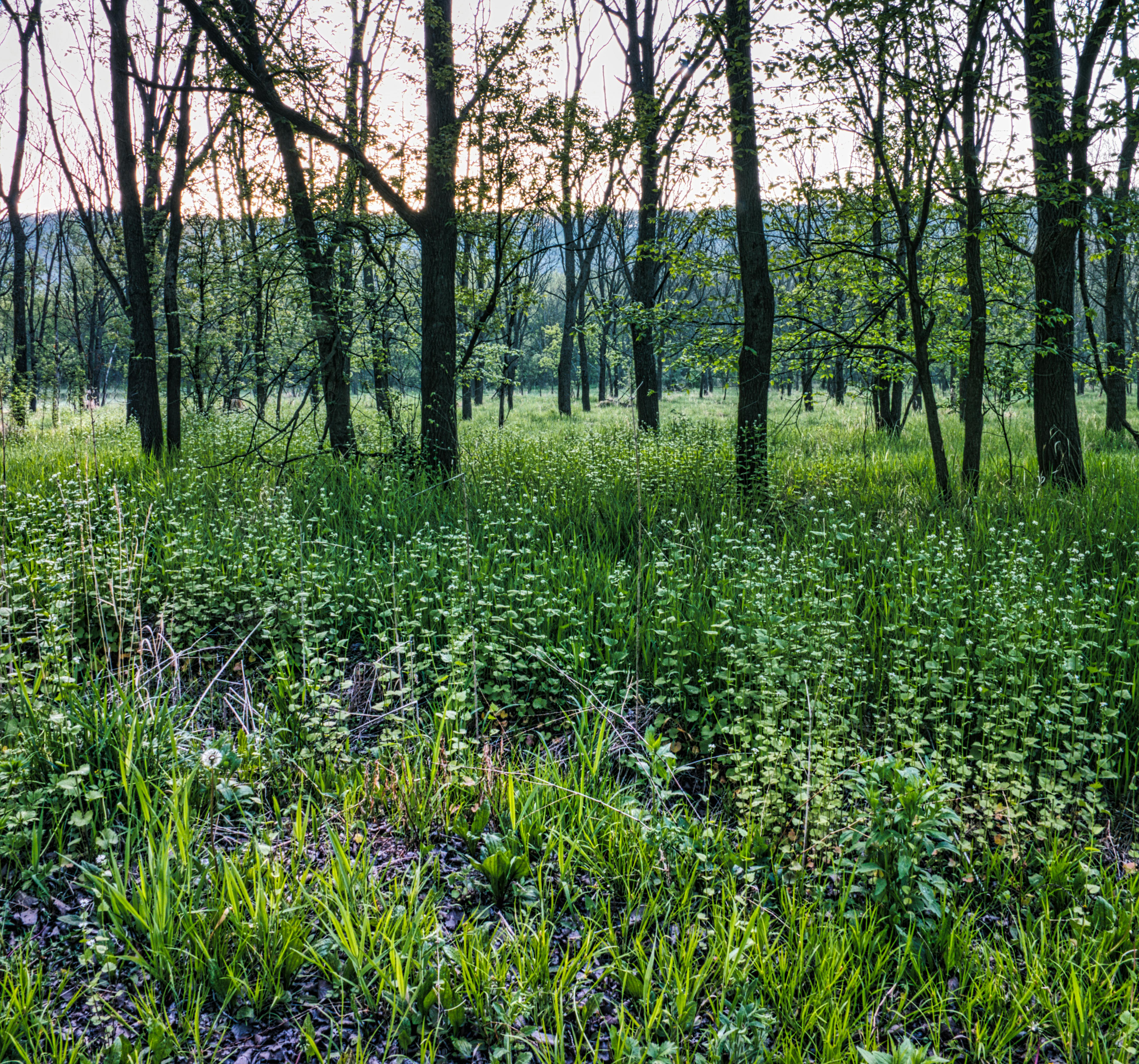DuPage Forest Preserve executive director leaving for city manager job in Florida — Photo by Tom Fisk on Pexels