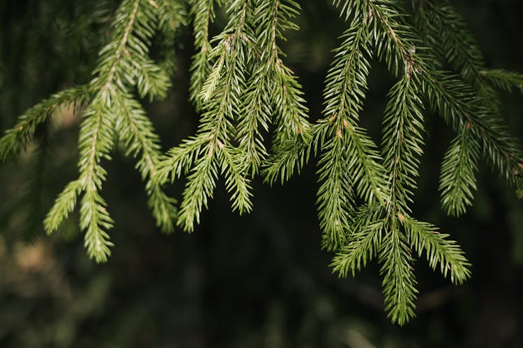 Green Spruce Leaves In Close-Up Photography