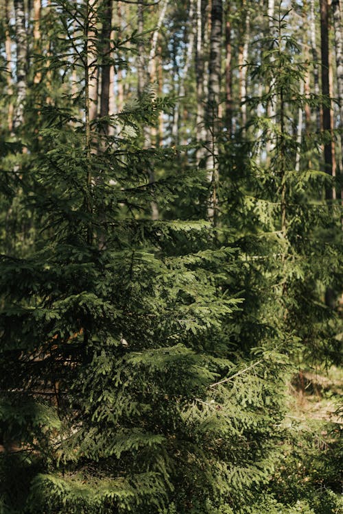 Pijnbomen In Het Bos