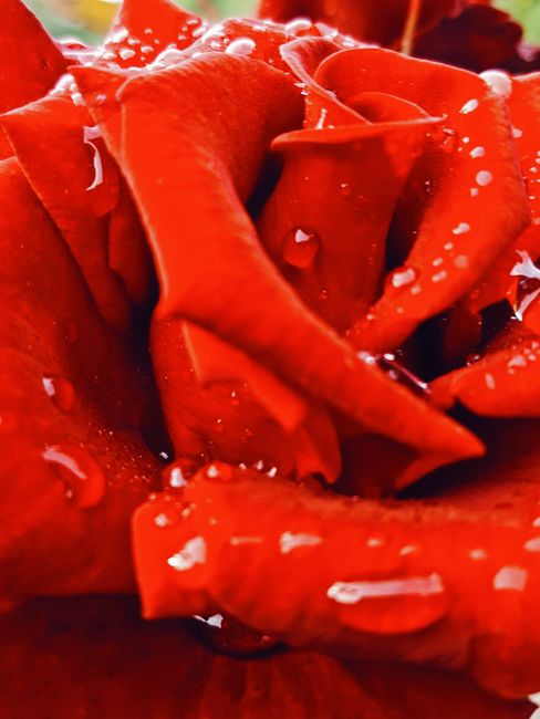 Macro shot of a red rose with dewdrops on petals, capturing natural beauty.
